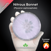 Nitrous Bonnet (Mycena Leptocephala) Live Mycelium Mushroom Culture Spawn Seed