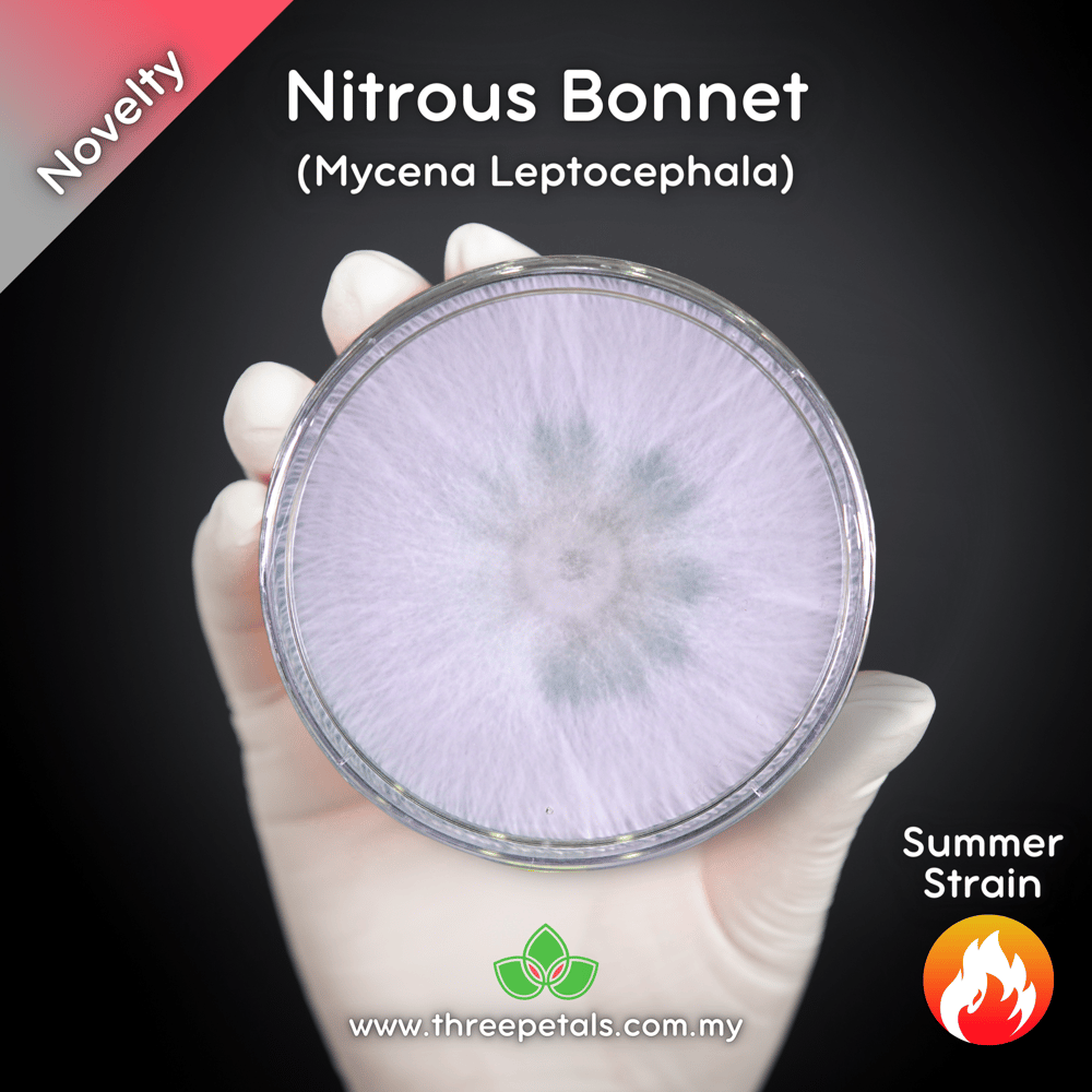 Nitrous Bonnet (Mycena Leptocephala) Live Mycelium Mushroom Culture Spawn Seed