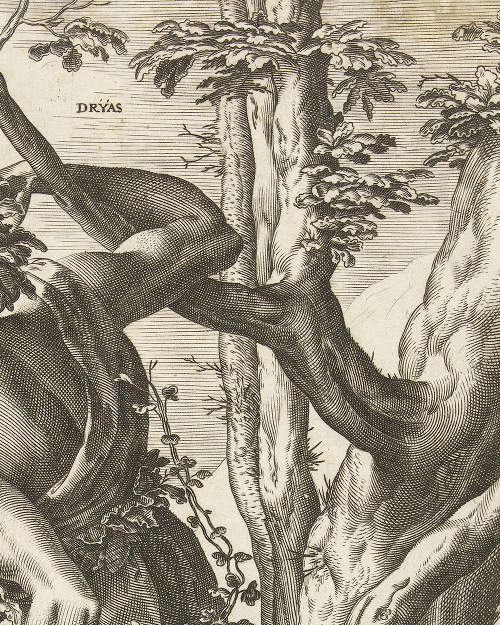 ''Dryad forests'' (1564)