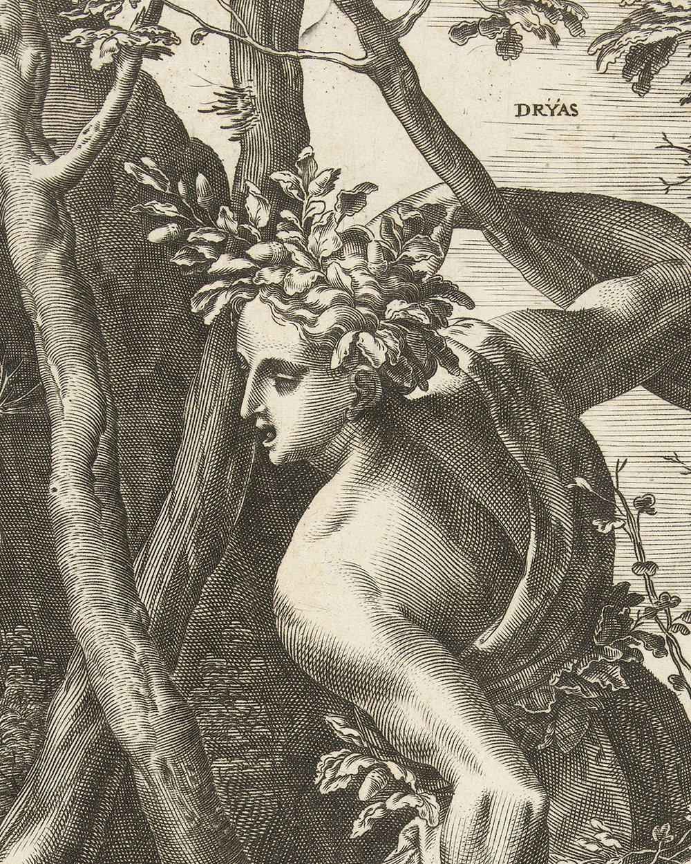 ''Dryad forests'' (1564)