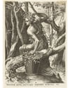 ''Dryad forests'' (1564)