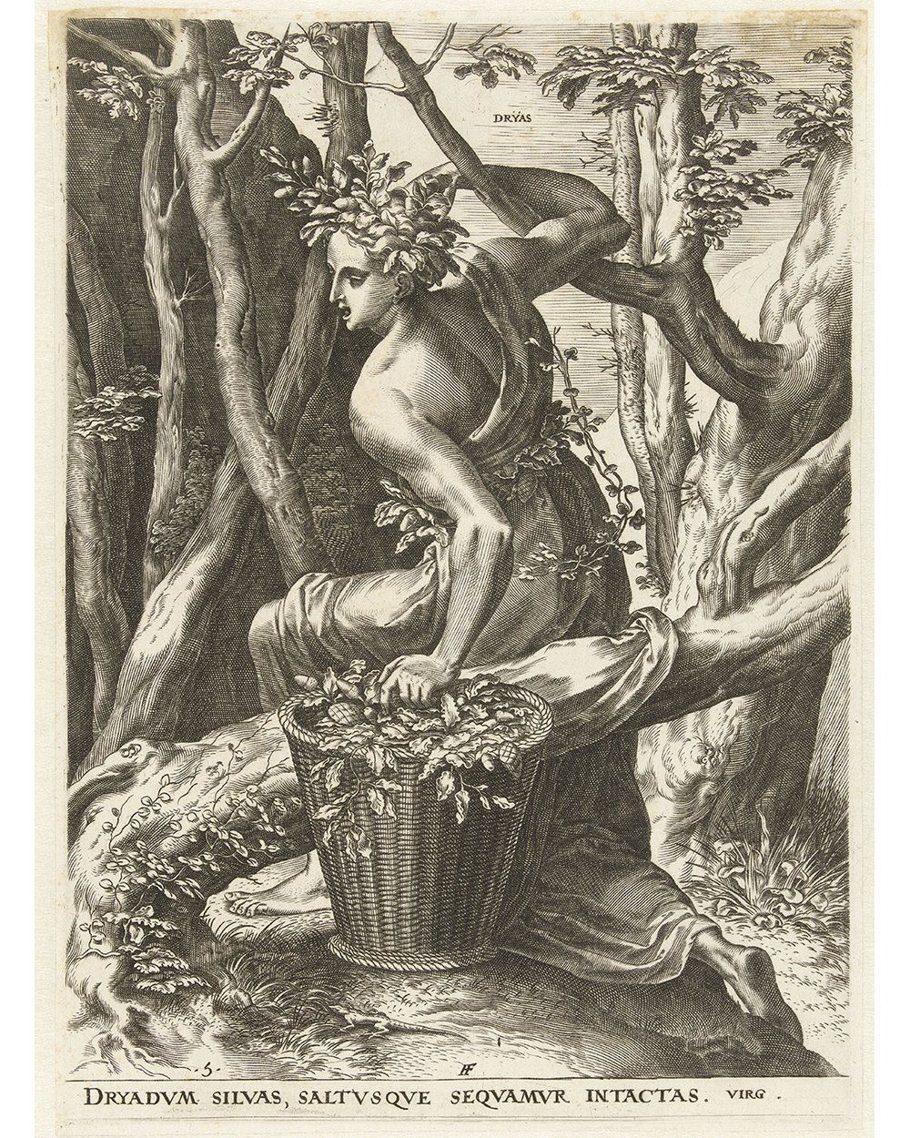 ''Dryad forests'' (1564)