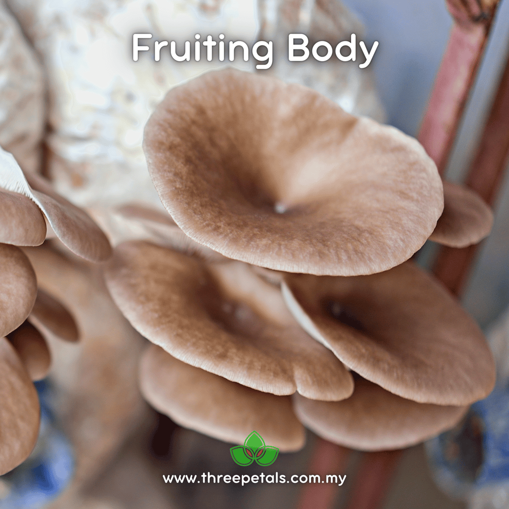 Grey Oyster (Pleurotus Ostreatus) Live Mycelium Mushroom Culture Spawn Seed