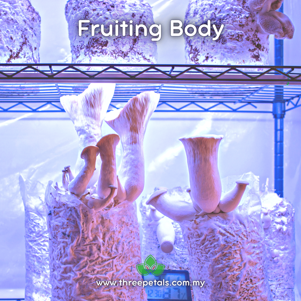 King Trumpet Oyster (Pleurotus Eryngii) Live Mycelium Mushroom Culture Spawn Seed