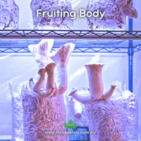 Image 2 of King Trumpet Oyster (Pleurotus Eryngii) Live Mycelium Mushroom Culture Spawn Seed