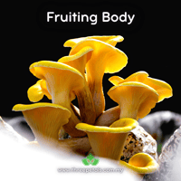 Image 2 of Yellow Oyster (Pleurotus Citrinopileatus) Live Mycelium Mushroom Culture Spawn Seed