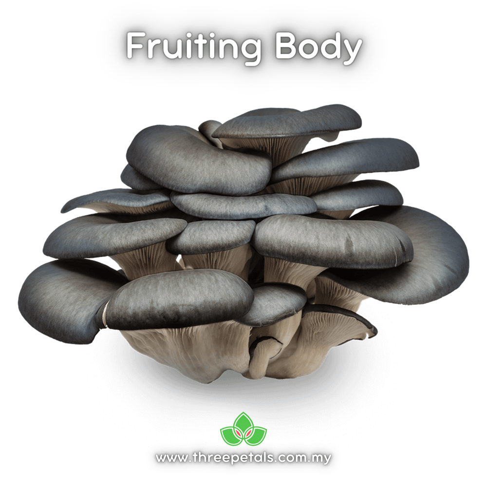 Blue Oyster (Pleurotus Ostreatus Var. Columbinus) Live Mycelium Mushroom Culture Spawn Seed