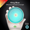 King Blue Oyster (Pleurotus Columbinus Eryngii) Live Mycelium Mushroom Culture Spawn Seed