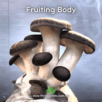 Image 2 of Black Pearl Oyster (Pleurotus Ostreatus Eryngii) Live Mycelium Mushroom Culture Spawn Seed