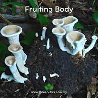 Image 2 of King Tuber Oyster (Pleurotus Tuber-regium) Live Mycelium Mushroom Culture Spawn Seed