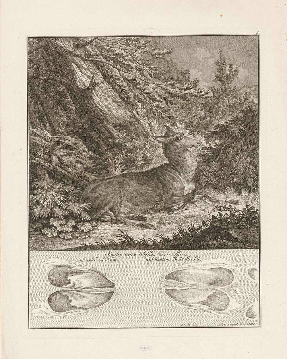 ''Deer with track'' (1751)