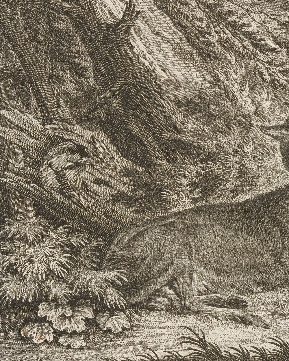 ''Deer with track'' (1751)