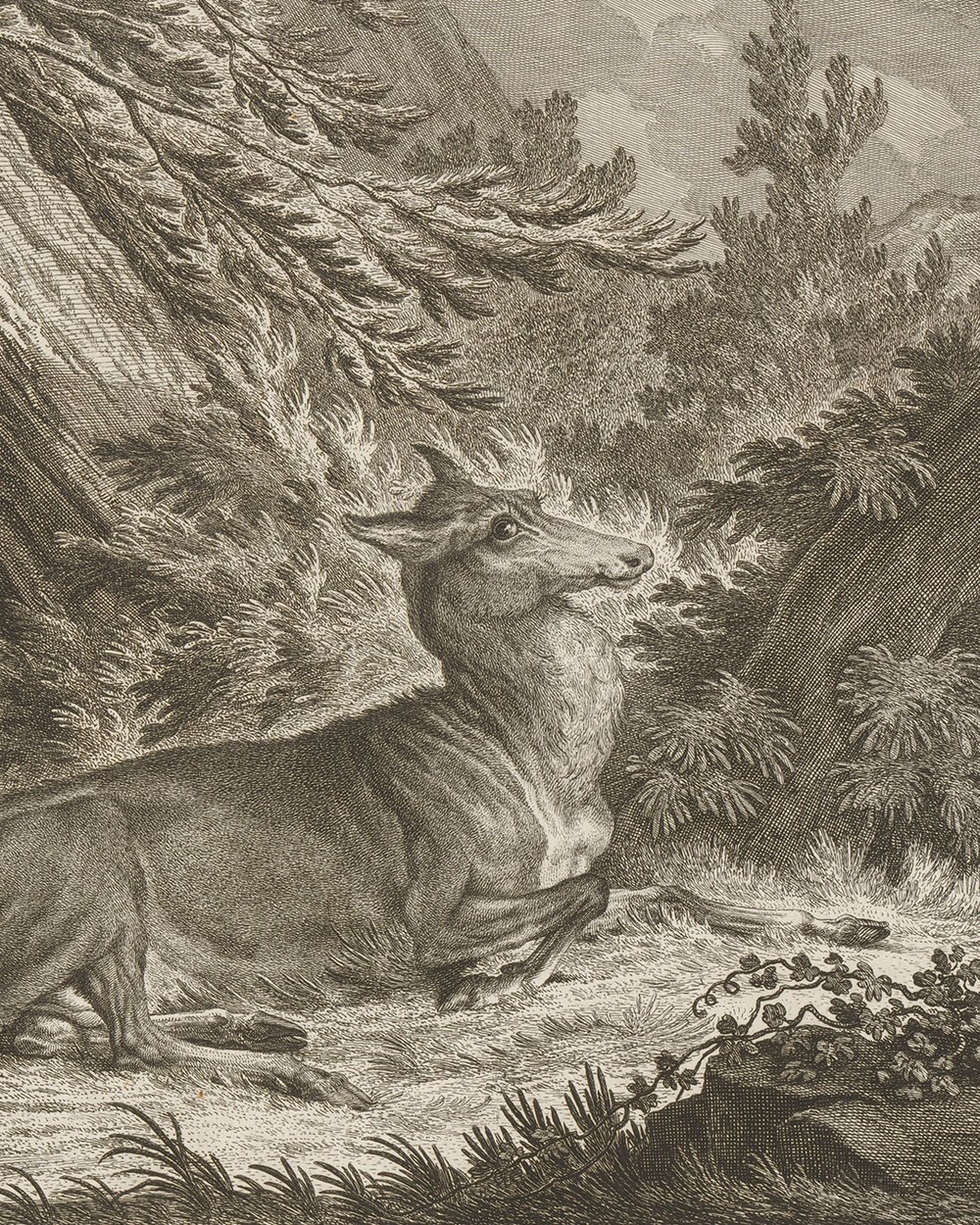 ''Deer with track'' (1751)