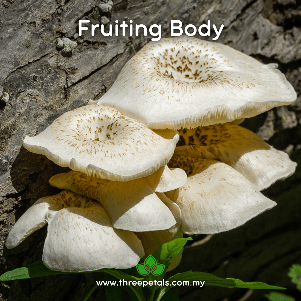 Tiger Sawgill (Lentinus Tigrinus) Live Mycelium Mushroom Culture Spawn Seed