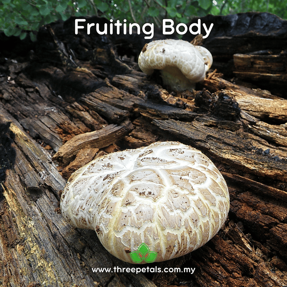Giant Sawgill (Neolentinus Ponderosus) Live Mycelium Mushroom Culture Spawn Seed