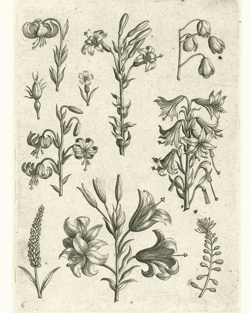 ''Four large lilies and some smaller flowers'' (1570 - 1618)