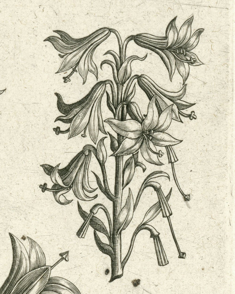 ''Four large lilies and some smaller flowers'' (1570 - 1618)