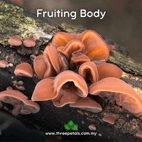 Image 2 of Red Cloud Ear (Auricularia Auricula-judae) Live Mycelium Mushroom Culture Spawn Seed