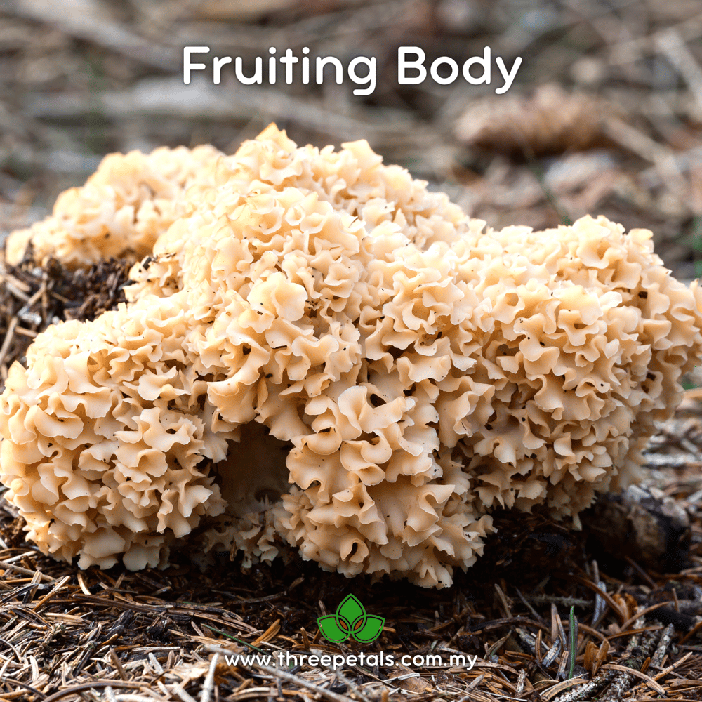 Cauliflower (Sparassis Crispa) Live Mycelium Mushroom Culture Spawn Seed