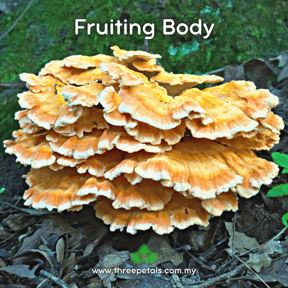 Chicken Of The Woods (Laetiporus Sulphureus) Live Mycelium Mushroom Culture Spawn Seed
