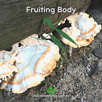 Image 2 of Chicken Of The Woods (Laetiporus Zonatus) Live Mycelium Mushroom Culture Spawn Seed