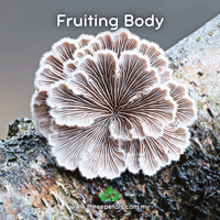 Image 2 of Split Gill (Schizophyllum Commune) Live Mycelium Mushroom Culture Spawn Seed