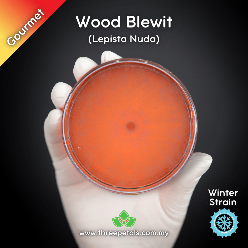 Wood Blewit (Lepista Nuda) Live Mycelium Mushroom Culture Spawn Seed