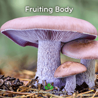 Image 2 of Wood Blewit (Lepista Nuda) Live Mycelium Mushroom Culture Spawn Seed