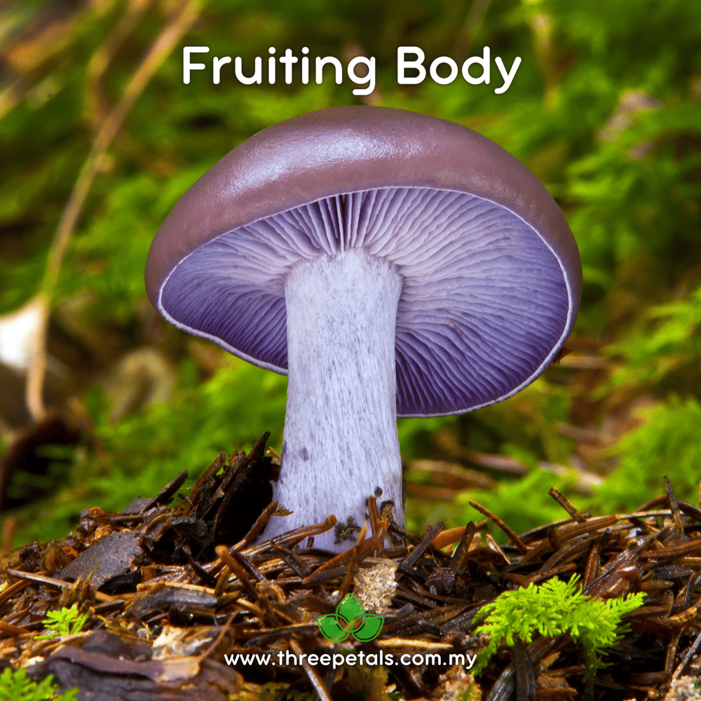 Sordid Blewit (Lepista Sordida) Live Mycelium Mushroom Culture Spawn Seed