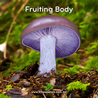 Image 2 of Sordid Blewit (Lepista Sordida) Live Mycelium Mushroom Culture Spawn Seed