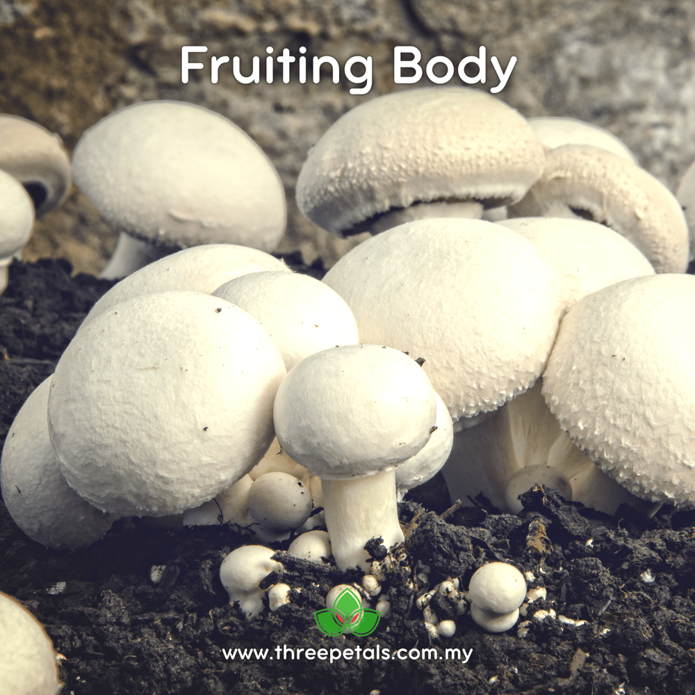 Torq Button (Agaricus Bitorquis) Live Mycelium Mushroom Culture Spawn Seed