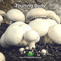 Image 2 of Torq Button (Agaricus Bitorquis) Live Mycelium Mushroom Culture Spawn Seed