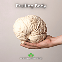 Image 2 of Brain Puffball (Calvatia Craniiformis) Live Mycelium Mushroom Culture Spawn Seed