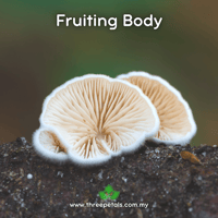 Image 2 of Soft Slipper (Crepidotus Mollis) Live Mycelium Mushroom Culture Spawn Seed