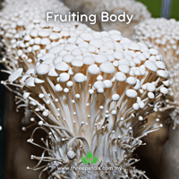 Image 2 of Enoki (Flammulina Velutipes) Live Mycelium Mushroom Culture Spawn Seed