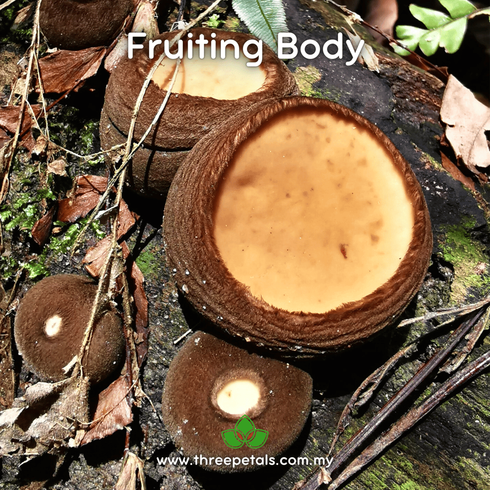 Rubber Cup (Trichaleurina Javanica) Live Mycelium Mushroom Culture Spawn Seed