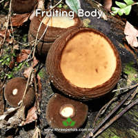 Image 2 of Rubber Cup (Trichaleurina Javanica) Live Mycelium Mushroom Culture Spawn Seed