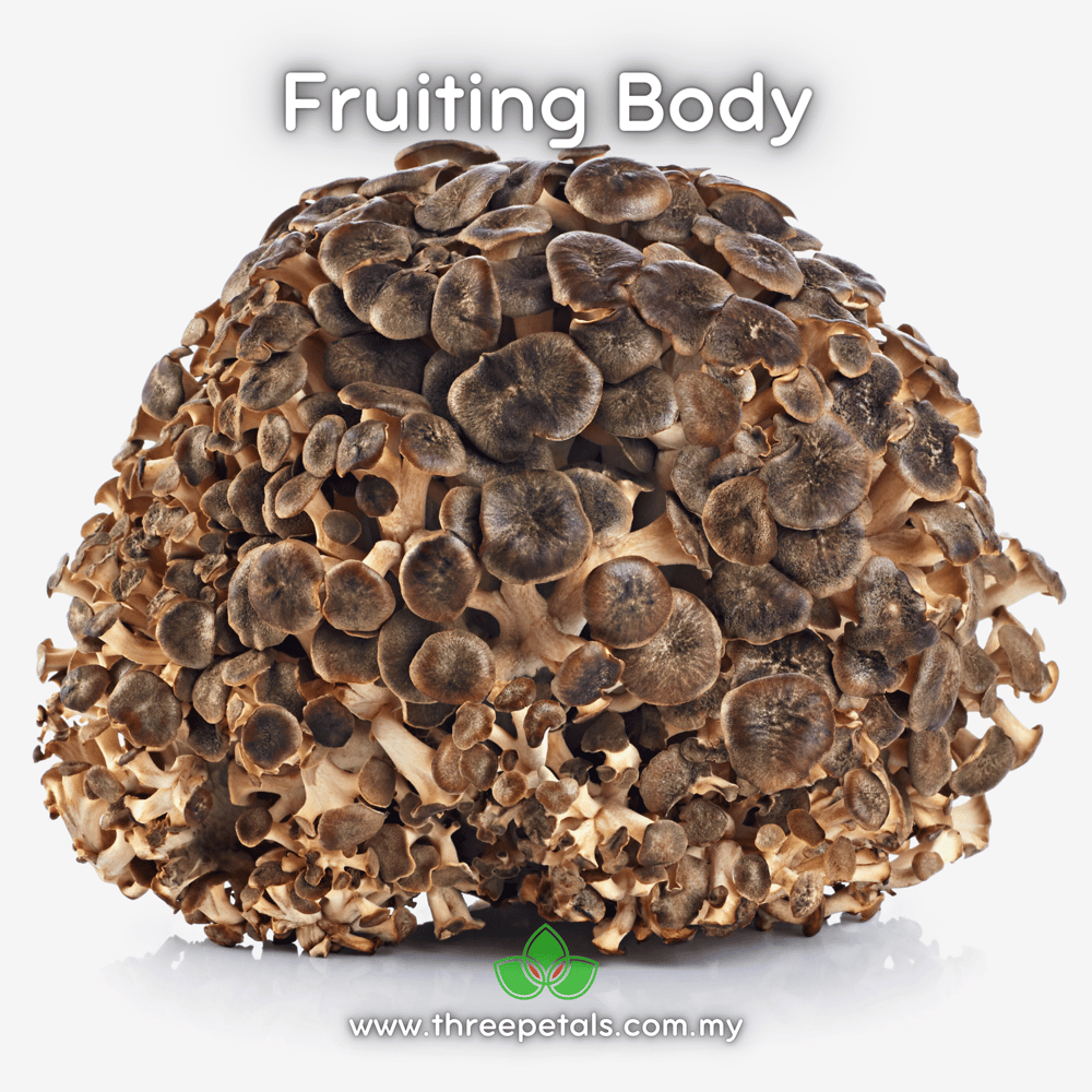 Black Maitake (Grifola Frondosa) Live Mycelium Mushroom Culture Spawn Seed