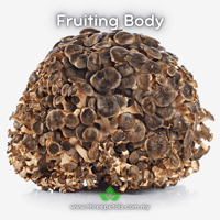 Image 2 of Black Maitake (Grifola Frondosa) Live Mycelium Mushroom Culture Spawn Seed