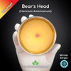 Bear's Head (Hericium Americanum) Live Mycelium Mushroom Culture Spawn Seed