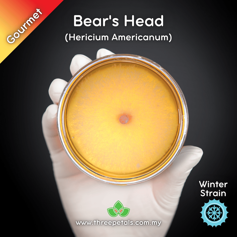 Bear's Head (Hericium Americanum) Live Mycelium Mushroom Culture Spawn Seed
