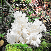 Image 2 of Bear's Head (Hericium Americanum) Live Mycelium Mushroom Culture Spawn Seed