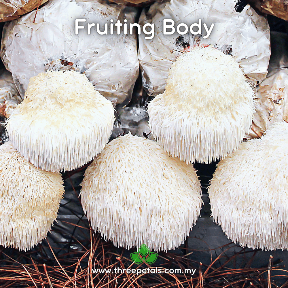 Summer Lion's Mane (Hericium Erinaceus) Live Mycelium Mushroom Culture Spawn Seed