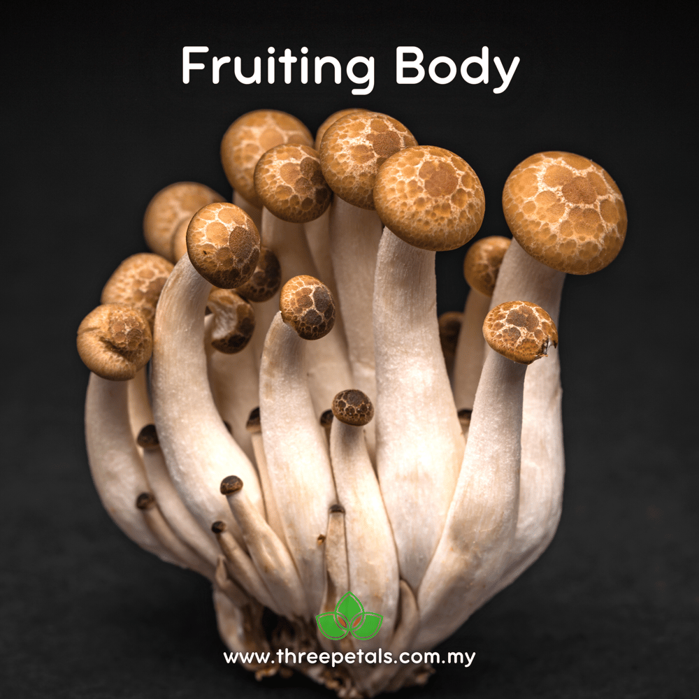 Buna Shimeji (Hypsizygus Tesselatus) Live Mycelium Mushroom Culture Spawn Seed