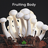 Image 2 of Hon Shimeji (Hypsizygus Tesselatus) Live Mycelium Mushroom Culture Spawn Seed