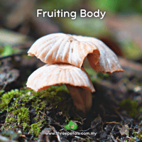 Image 2 of Blowing Deceiver (Laccaria CF Prava) Live Mycelium Mushroom Culture Spawn Seed