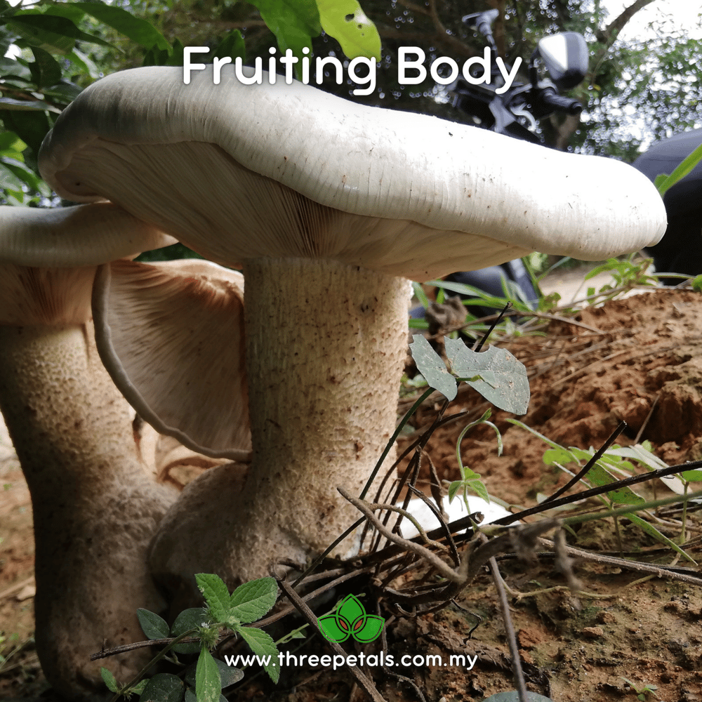 Western Giant (Macrocybe Titan) Live Mycelium Mushroom Culture Spawn Seed