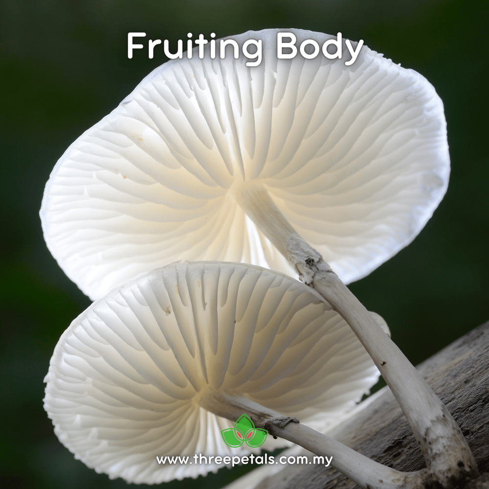 Porcelain (Oudemansiella Canarii) Live Mycelium Mushroom Culture Spawn Seed