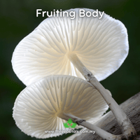 Image 2 of Porcelain (Oudemansiella Canarii) Live Mycelium Mushroom Culture Spawn Seed