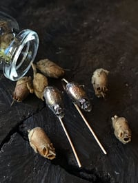Image 1 of Snapdragon skull earrings - bronze